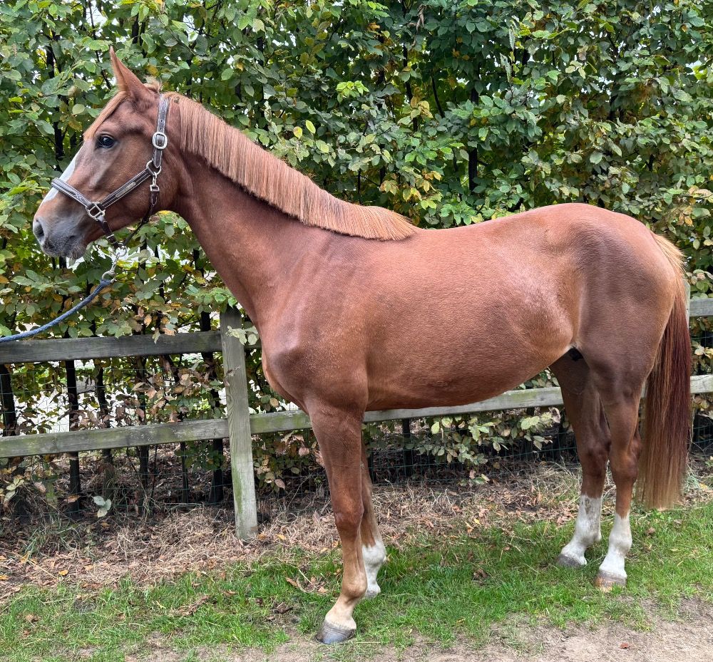 BWP springpaard Merrie 3 jaar Vos te koop - Foto 2