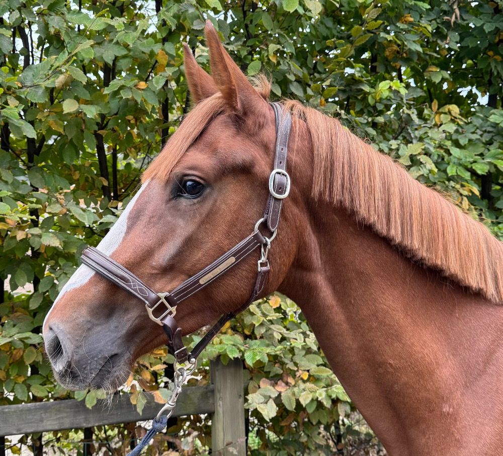BWP springpaard Merrie 3 jaar Vos te koop - Hoofdfoto