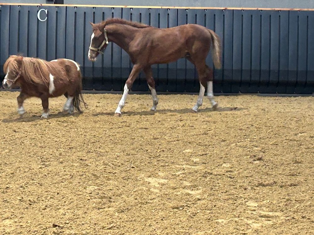 KWPN dressuurpaard Hengst Vos te koop - Foto 3