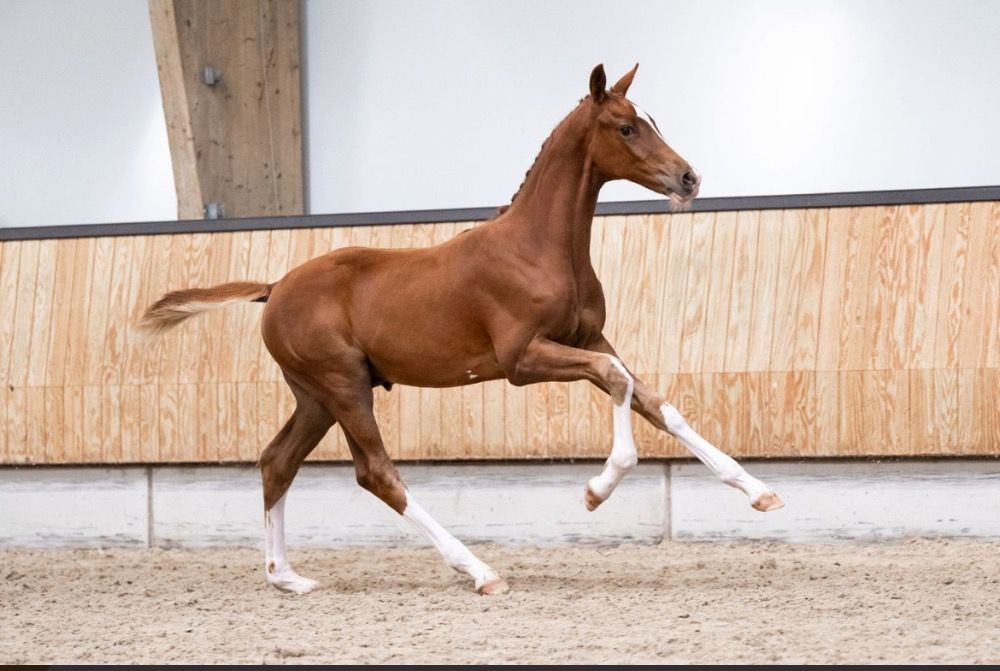 KWPN dressuurpaard Hengst Vos te koop - Foto 4