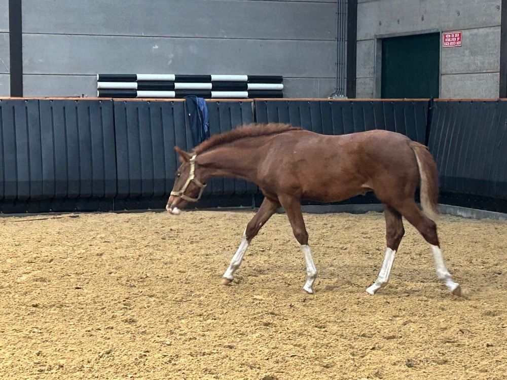 KWPN dressuurpaard Hengst Vos te koop - Foto 2
