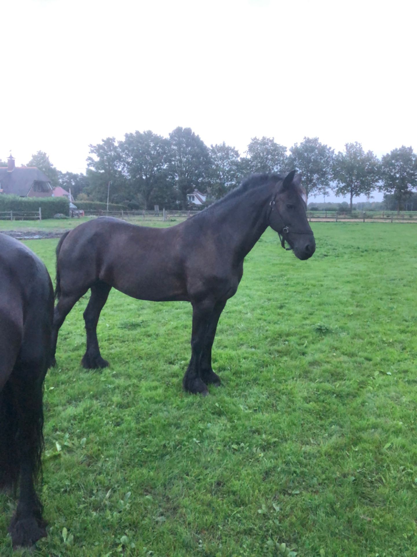 Wietske Kune v.d. Arebo Hoeve, Fries, Merrie, 11 jaar