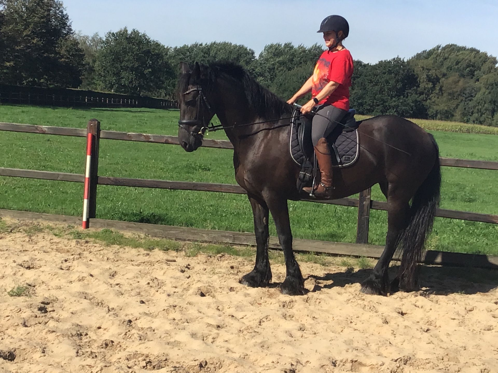 fries merrie 11 jaar te koop - Foto 4