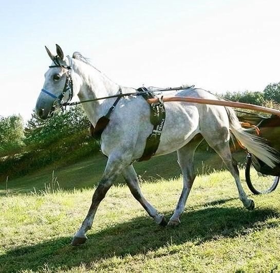 Arabier endurance paard 8 jaar Schimmel te koop - Foto 3