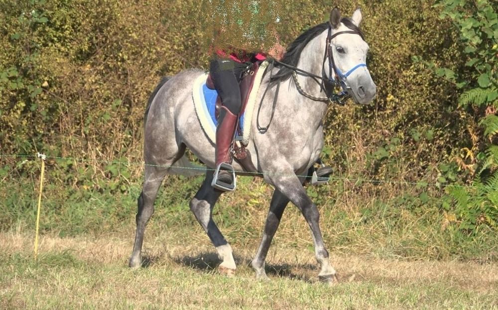 Arabier endurance paard 8 jaar Schimmel te koop - Foto 2