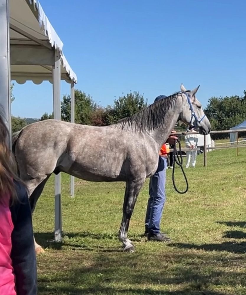 Arabier endurance paard 8 jaar Schimmel te koop - Foto 4