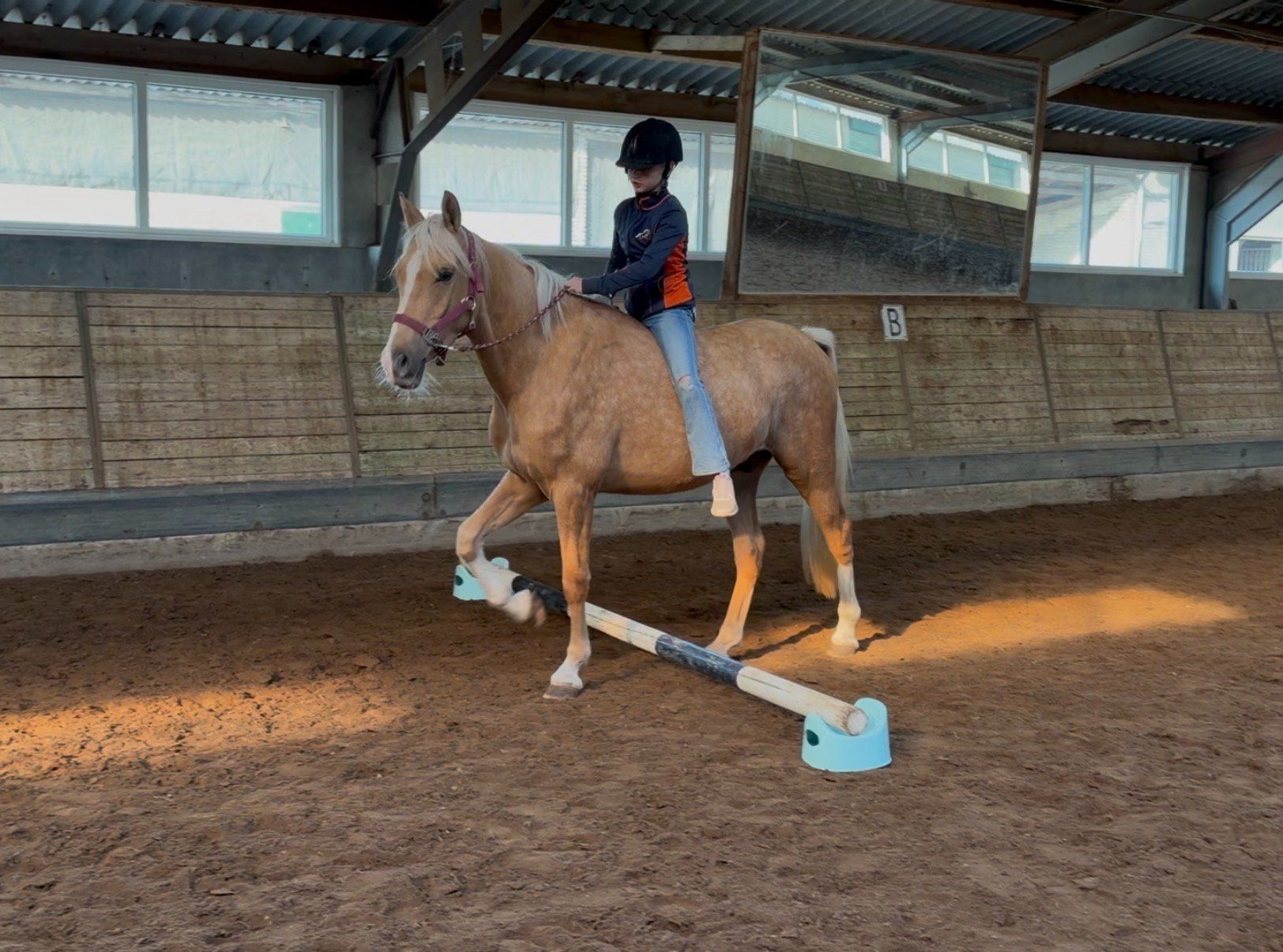 allround-pony ruin 3 anos palomino à venda - Foto 5
