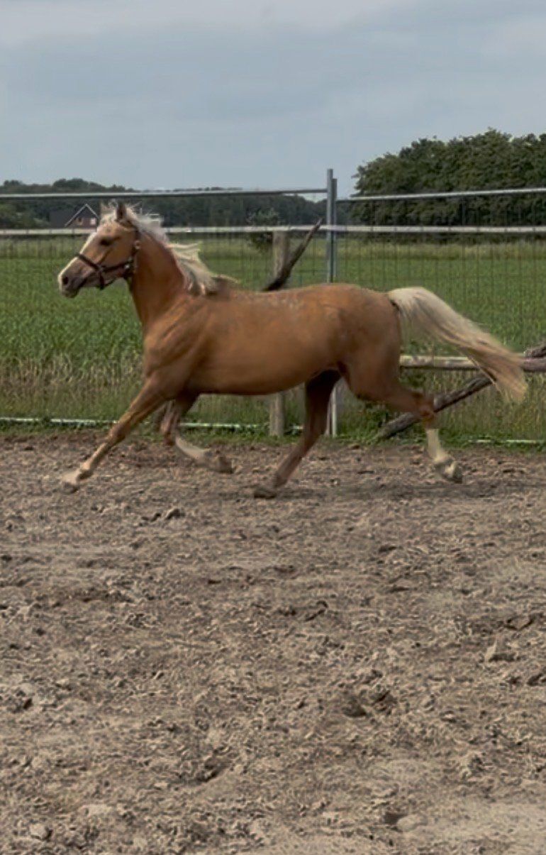 allround-pony ruin 3 anos palomino à venda - Foto 2