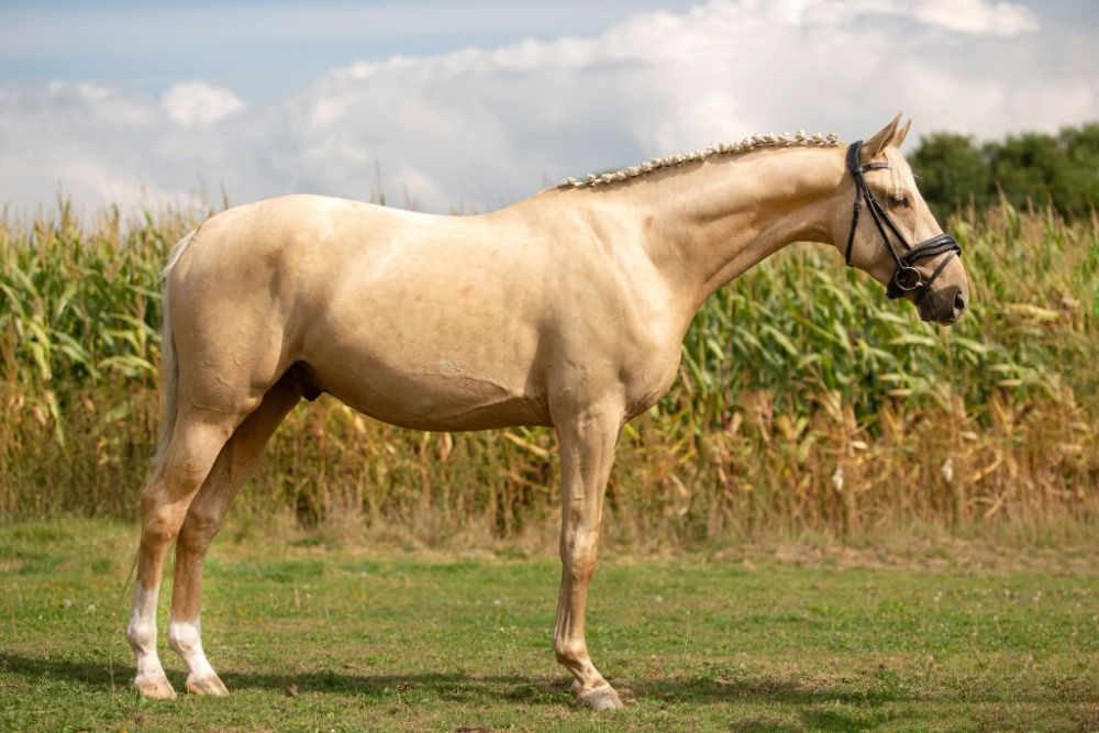 Ander stamboek dressuurpaard Hengst 3 jaar te koop - Foto 6