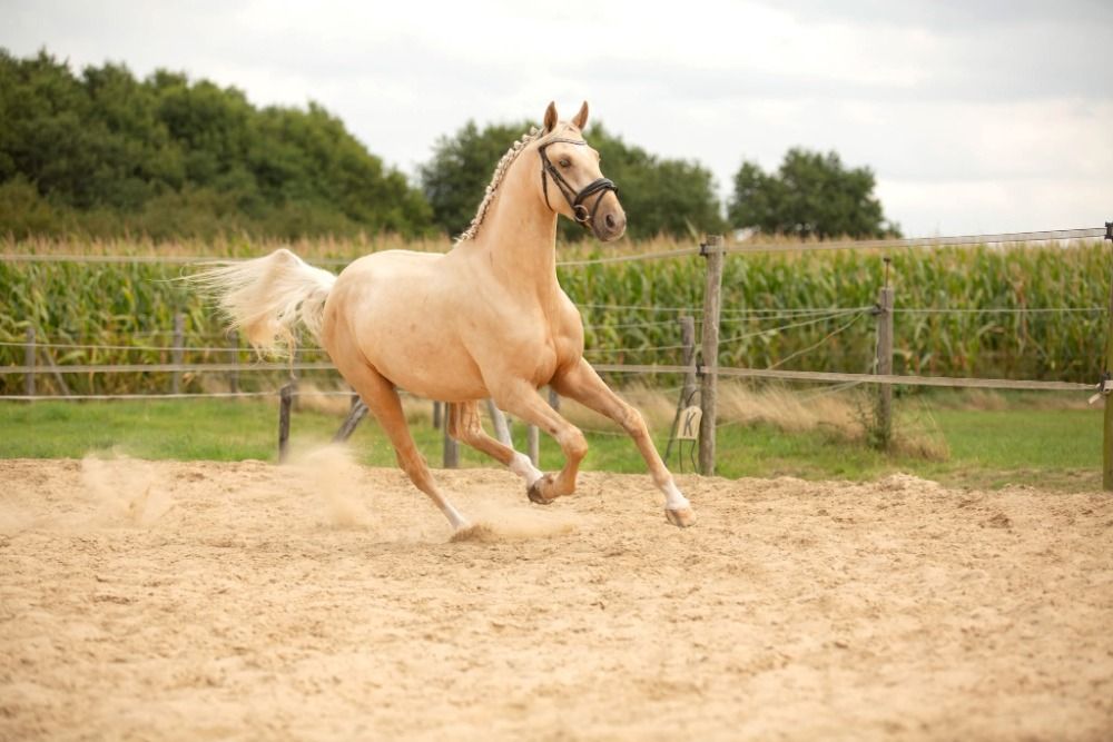 Ander stamboek dressuurpaard Hengst 3 jaar te koop - Foto 3