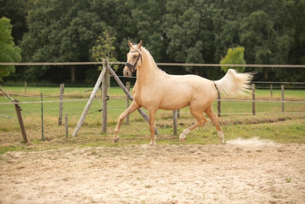 Ander stamboek dressuurpaard Hengst 3 jaar te koop - Foto 2