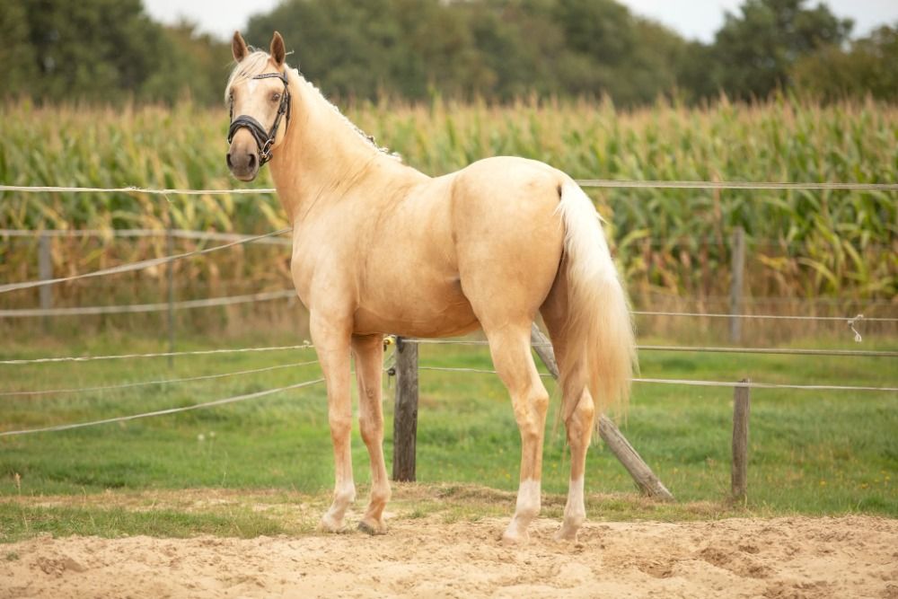 Ander stamboek dressuurpaard Hengst 3 jaar te koop - Foto 5