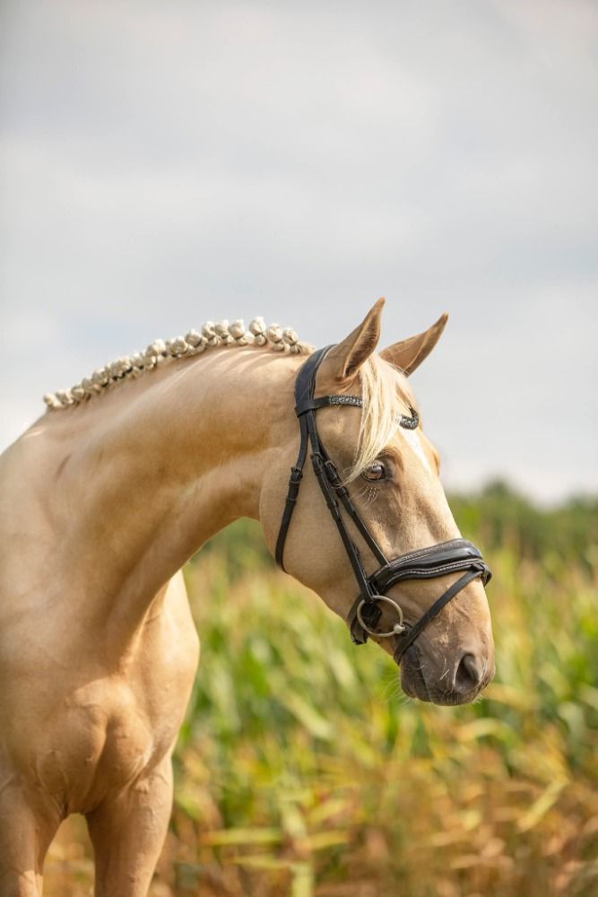 Ander stamboek dressuurpaard Hengst 3 jaar te koop - Hoofdfoto