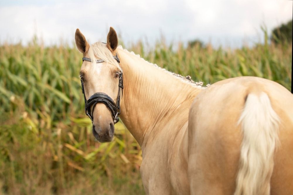 Ander stamboek dressuurpaard Hengst 3 jaar te koop - Foto 4