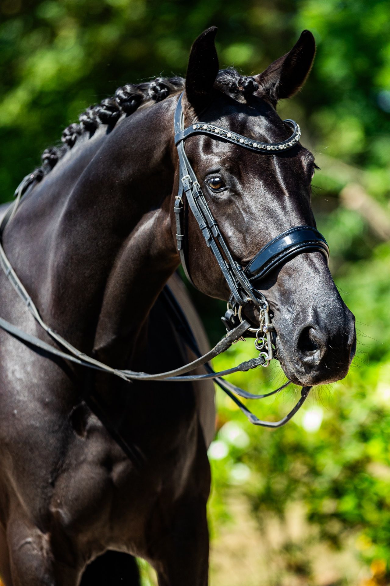 Only once, Dressuurpaard, Merrie, 7 jaar