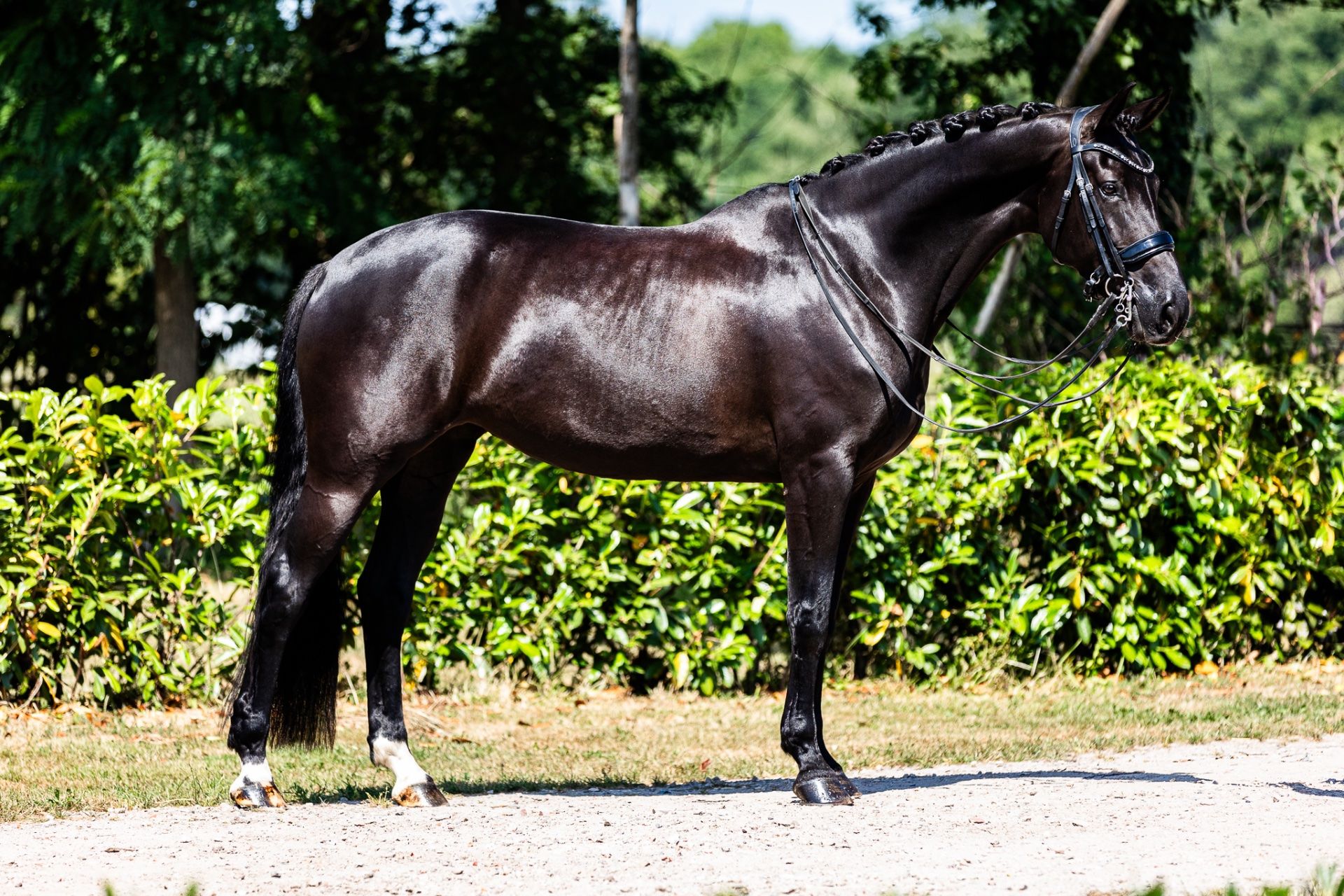 kwpn dressuurpaard merrie 7 jaar zwart te koop - Foto 3