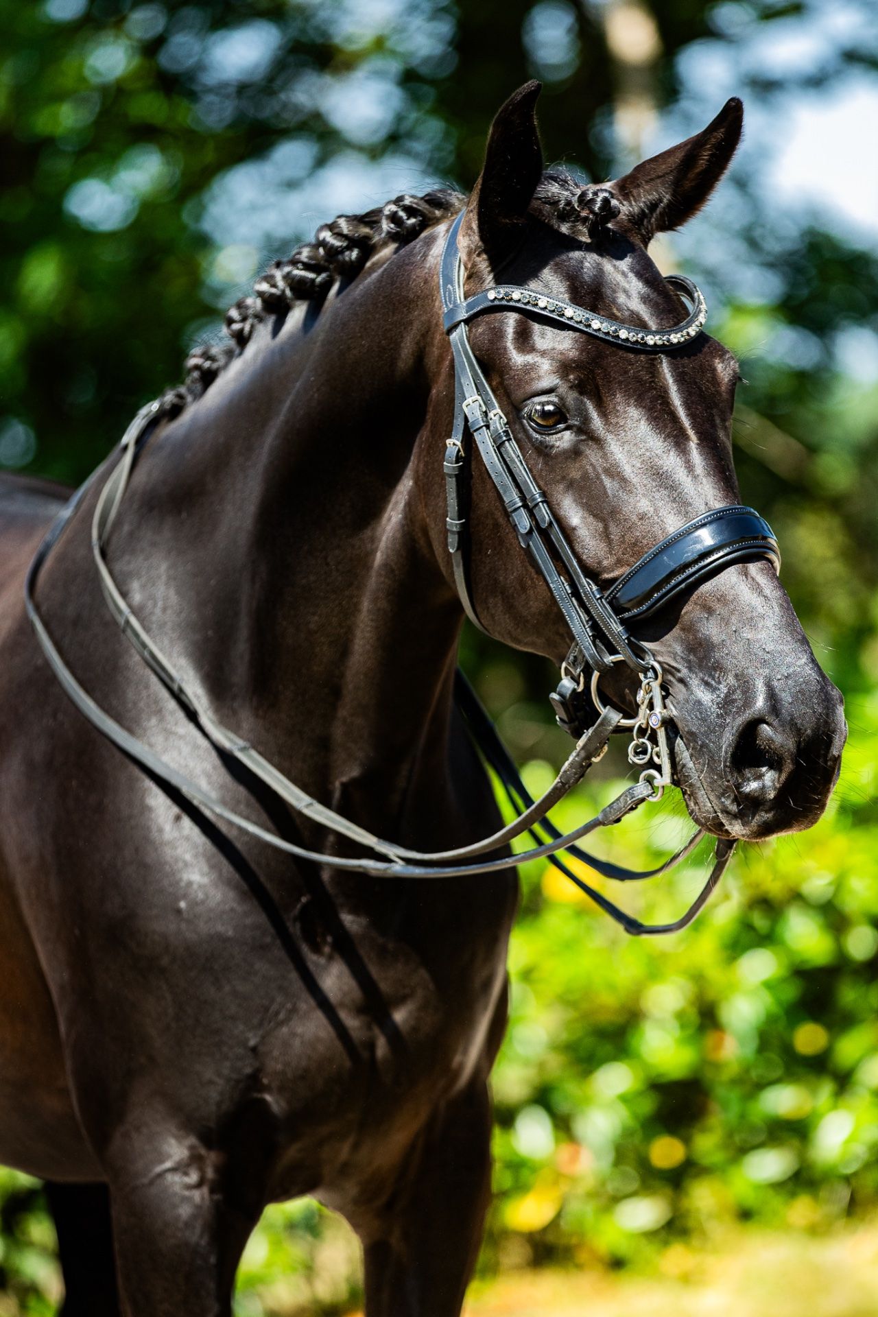 kwpn dressuurpaard merrie 7 jaar zwart te koop - Foto 2