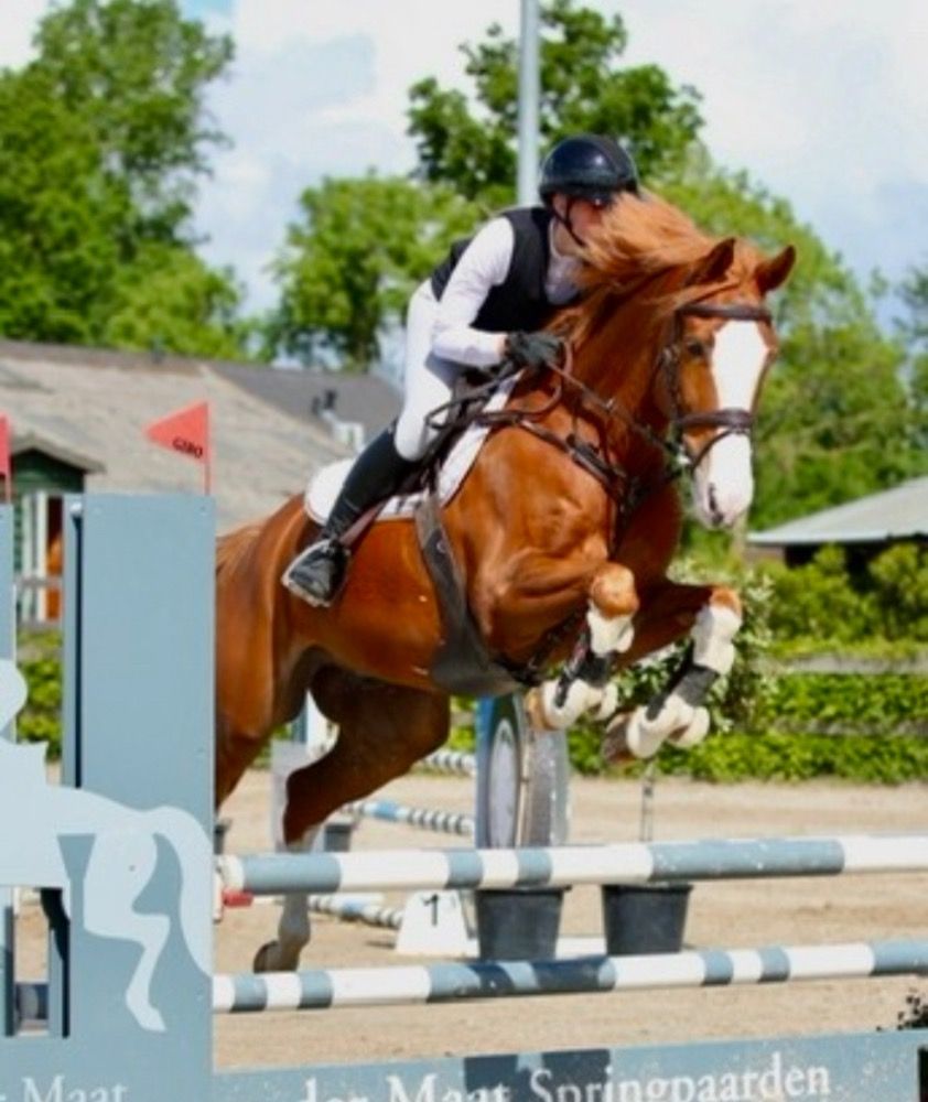 Zangersheide springpaard Ruin Vos zu verkaufen - Foto 3