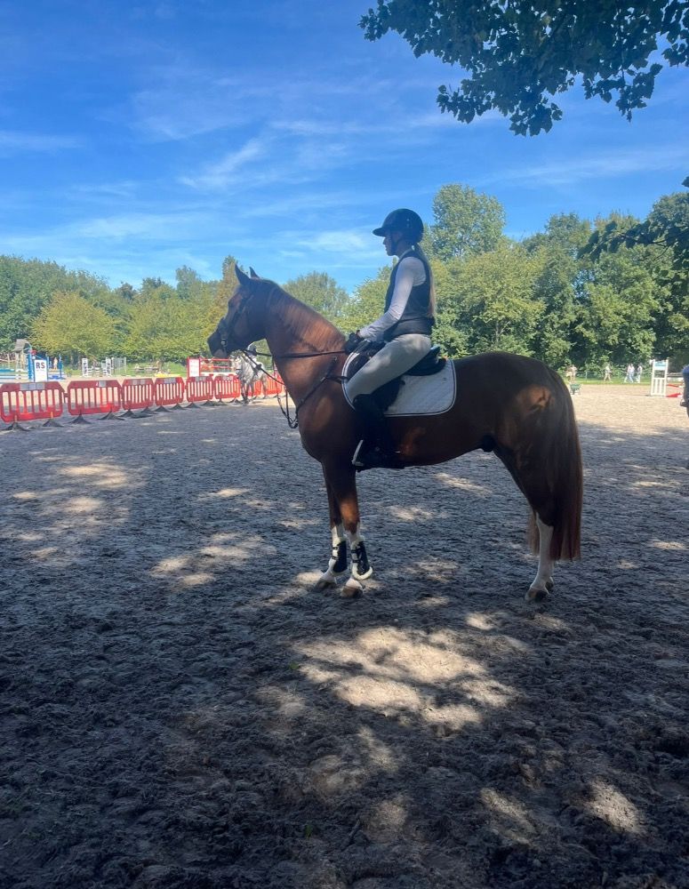 Zangersheide springpaard Ruin Vos zu verkaufen - Foto 5