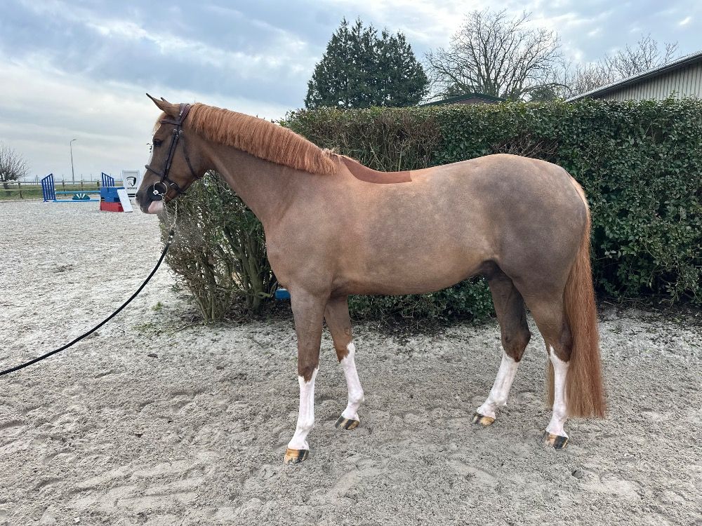 Zangersheide springpaard Ruin Vos zu verkaufen - Foto 2