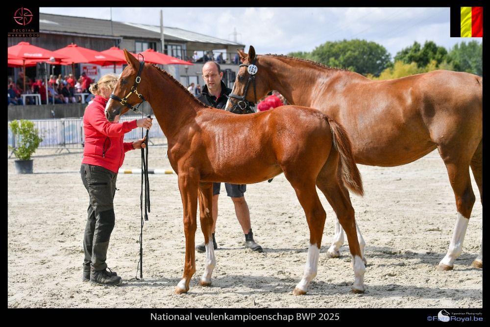 dressuurpaard Hengst Vos te koop - Foto 3