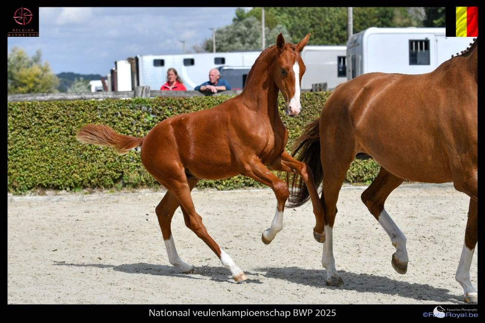 dressuurpaard Hengst Vos te koop - Foto 2