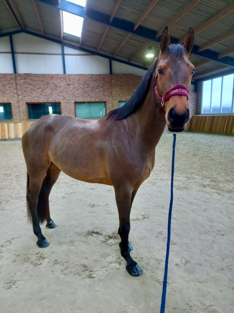 Zangersheide springpaard Merrie 4 jaar Bruin te koop - Foto 4