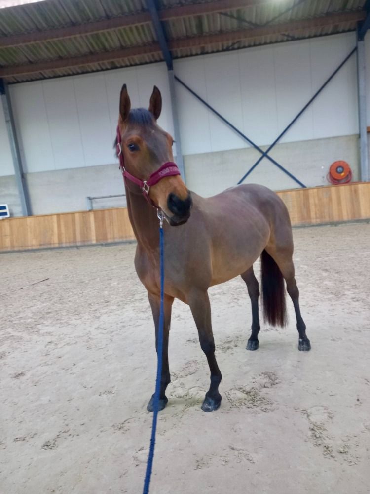 Zangersheide springpaard Merrie 4 jaar Bruin te koop - Foto 6