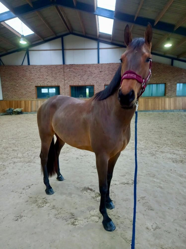 Zangersheide springpaard Merrie 4 jaar Bruin te koop - Foto 5
