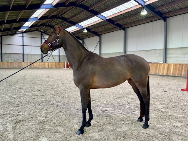 Zangersheide springpaard Merrie 4 jaar Bruin te koop - Foto 3