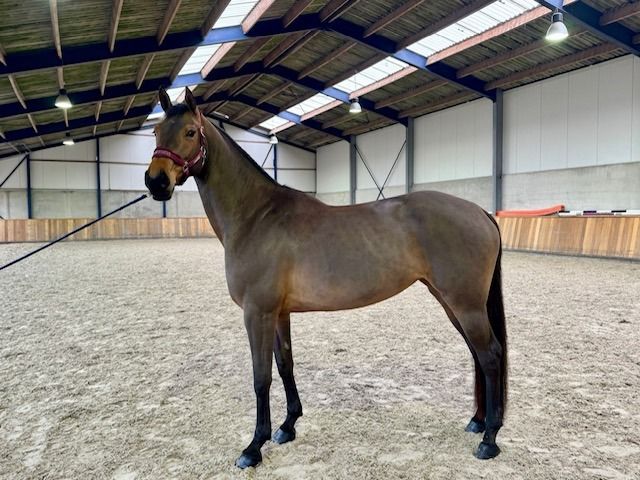 Zangersheide springpaard Merrie 4 jaar Bruin te koop - Foto 2