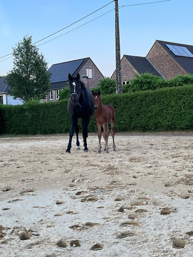 BWP springpaard Hengst Bruin te koop - Foto 4