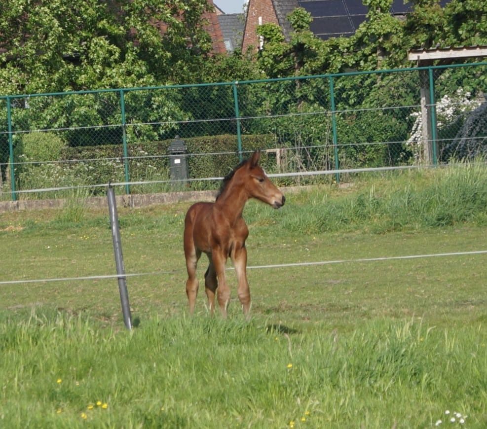 BWP springpaard Hengst Bruin te koop - Foto 2