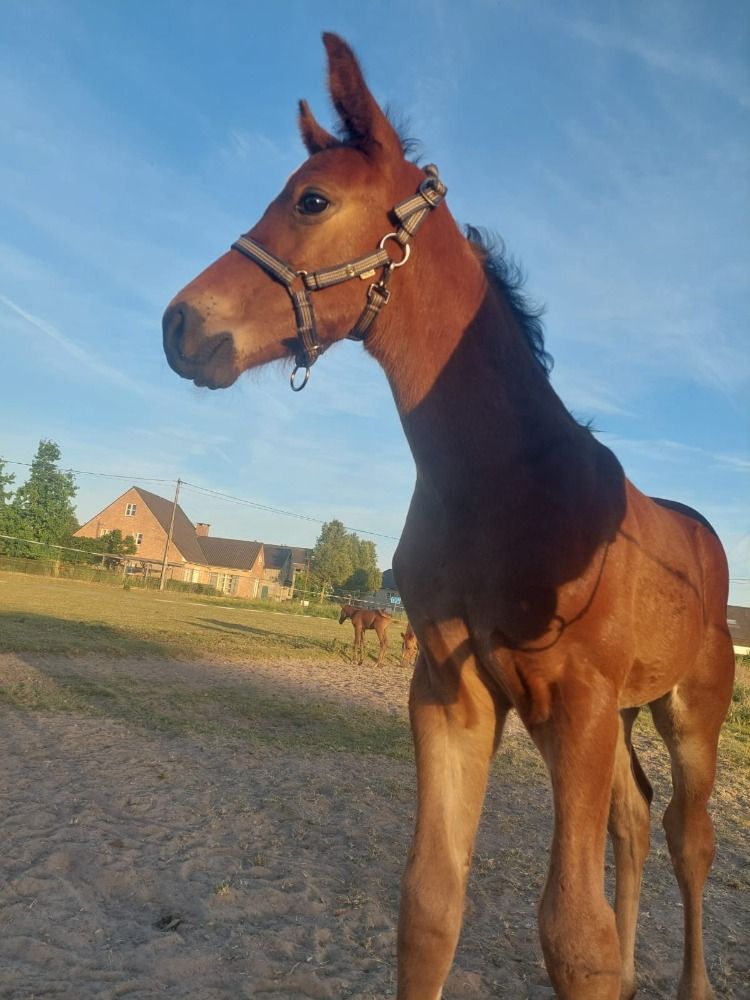 BWP springpaard Hengst Bruin te koop - Foto 5