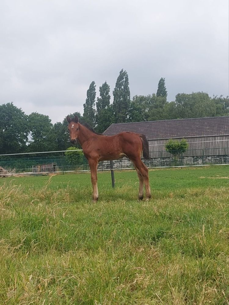 BWP springpaard Hengst Bruin te koop - Foto 3