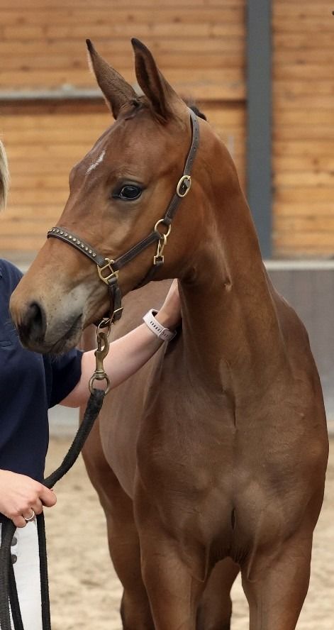 NRPS dressuurpaard Hengst Bruin te koop - Foto 2