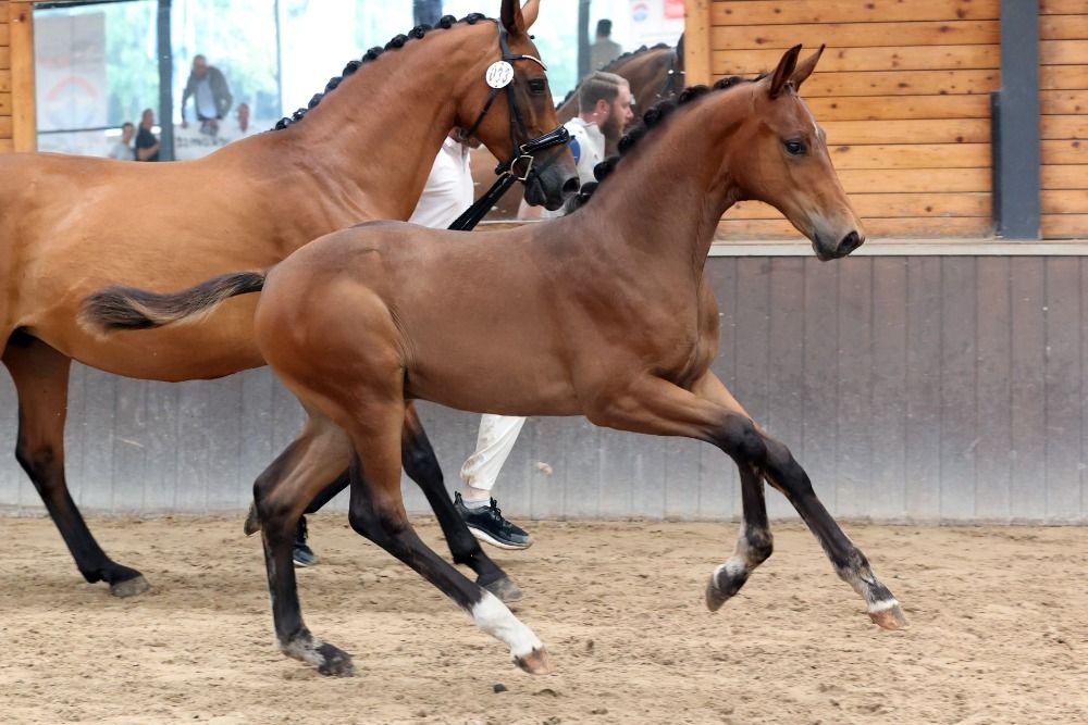 Zeer knap en apart bewegend hengstveulen v. Escolar x Sorento
