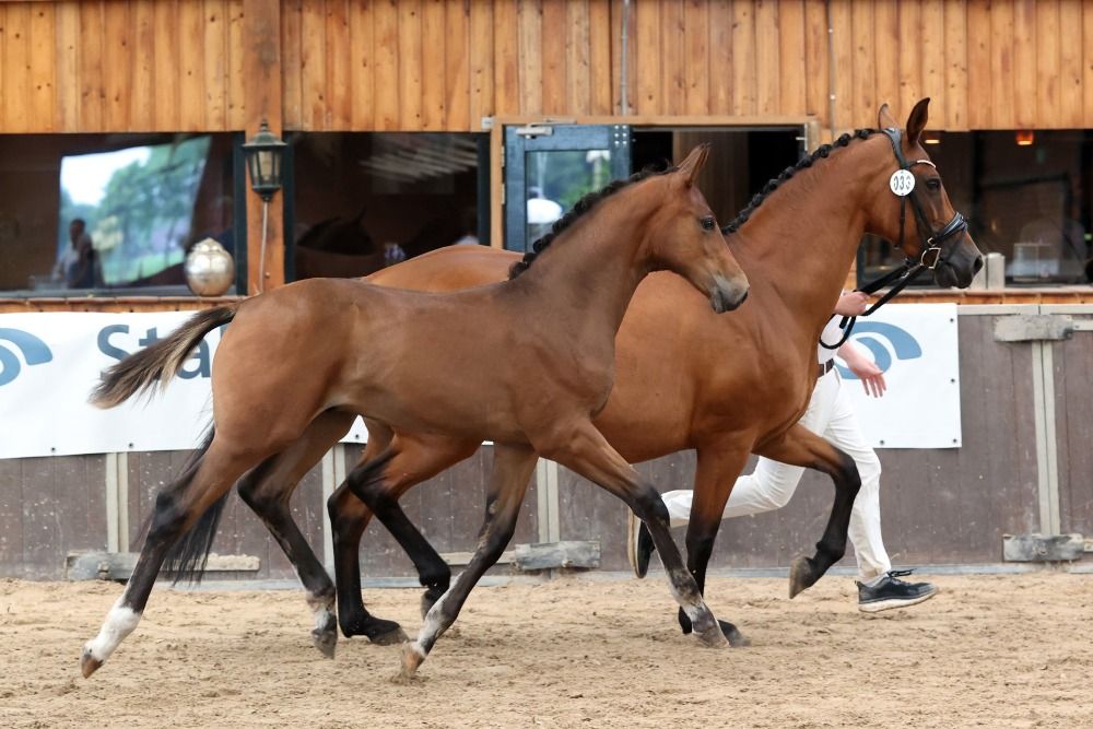 NRPS dressuurpaard Hengst Bruin te koop - Foto 4