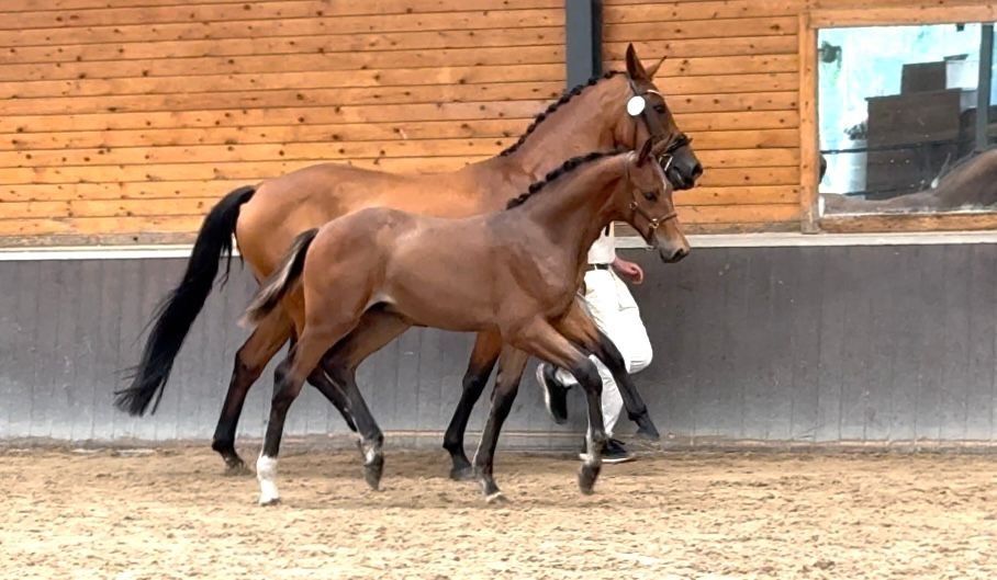 NRPS dressuurpaard Hengst Bruin te koop - Foto 3