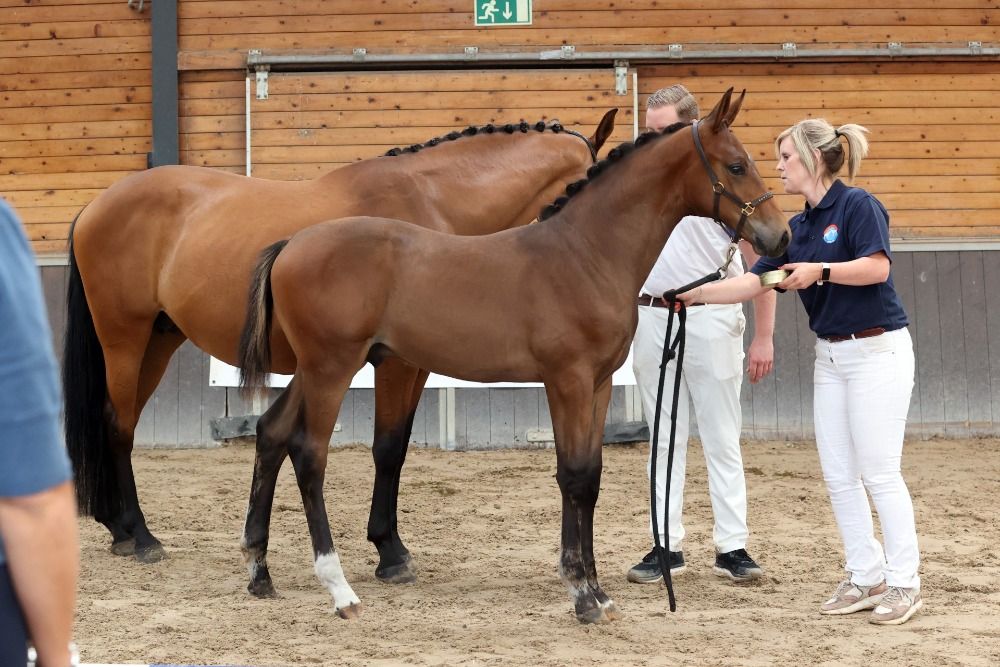NRPS dressuurpaard Hengst Bruin te koop - Foto 5