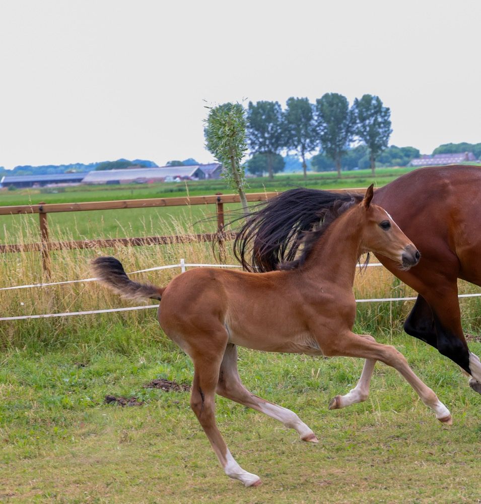 KWPN dressuurpaard ruin 1 years old Donkerbruin for sale - Photo 6