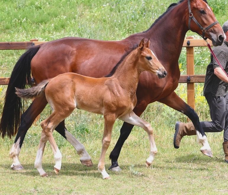 KWPN dressuurpaard ruin 1 years old Donkerbruin for sale - Photo 4