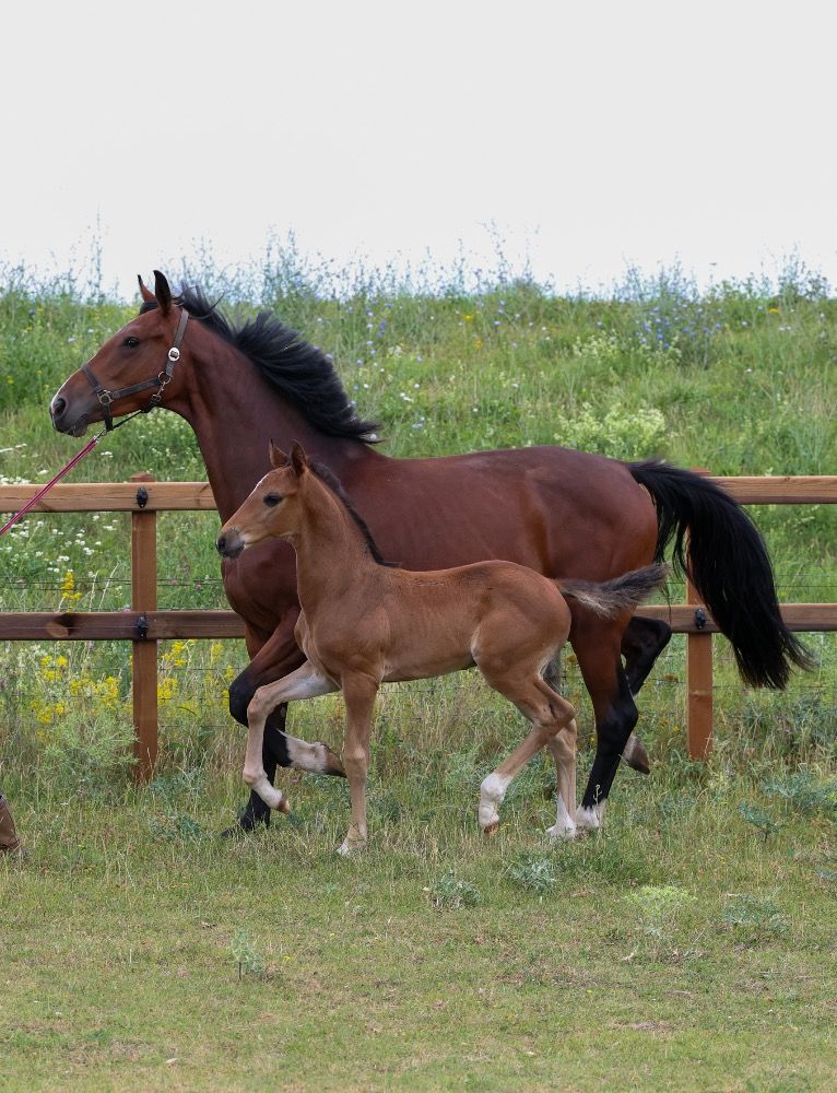 KWPN dressuurpaard ruin 1 years old Donkerbruin for sale - Photo 3