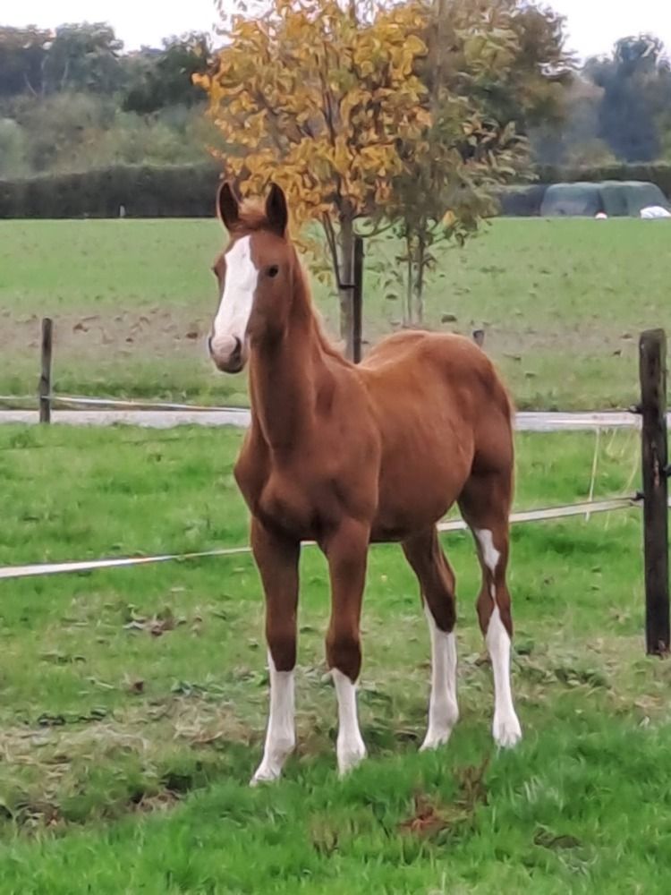 springpaard Hengst Vos te koop - Foto 6