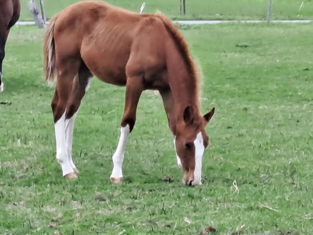 springpaard Hengst Vos te koop - Foto 3