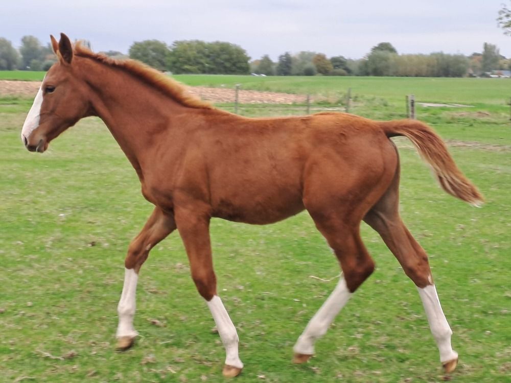 springpaard Hengst Vos te koop - Foto 4