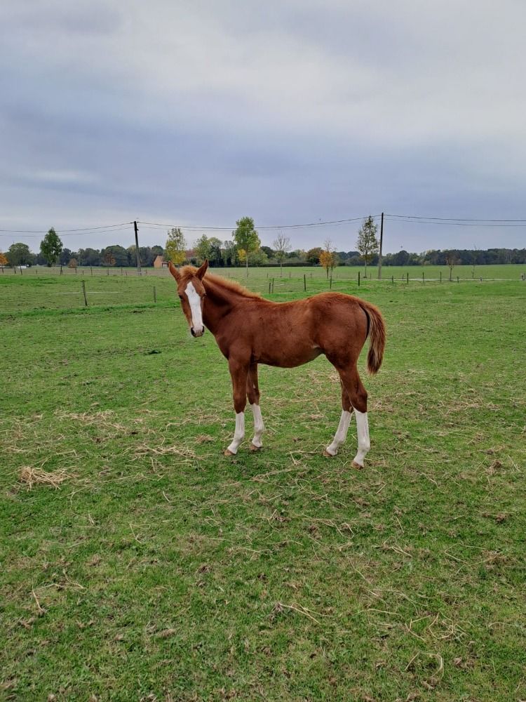 springpaard Hengst Vos te koop - Foto 2