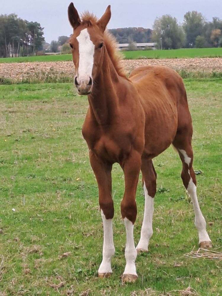 springpaard Hengst Vos te koop - Foto 5