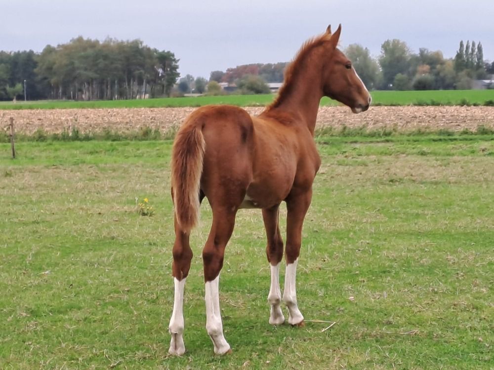 springpaard Hengst Vos te koop - Hoofdfoto