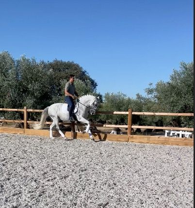 Ander stamboek dressuurpaard Merrie 14 jaar Schimmel te koop - Foto 2
